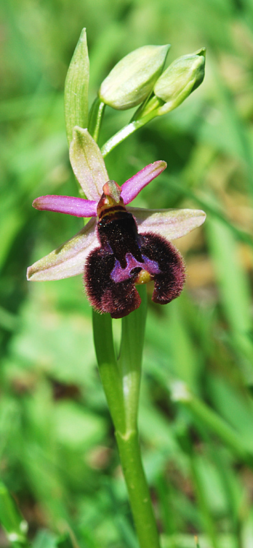 Ophrys del Gargano identificazione